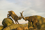 ibexes