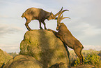ibexes