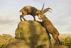 ibexes