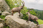 ibexes