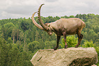 ibex