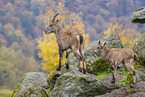 ibexes
