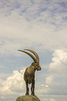 ibex