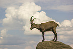 ibex