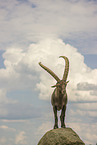 ibex