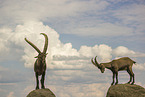 ibex