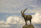 ibex
