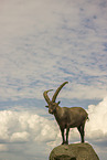 ibex