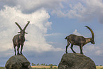 ibex