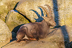 ibex