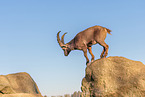 ibex
