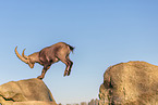 ibex