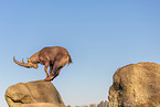 ibex