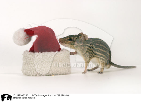 stripped gras mouse / RR-03393