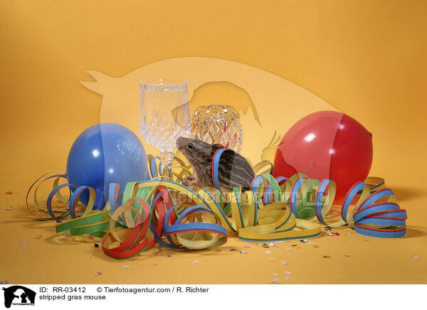 Streifenmaus Silvester / stripped gras mouse / RR-03412