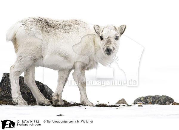 Spitzbergen-Ren / Svalbard reindeer / MAW-01712