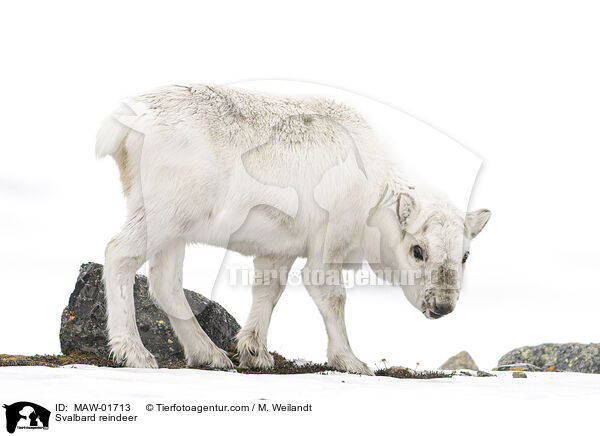 Spitzbergen-Ren / Svalbard reindeer / MAW-01713
