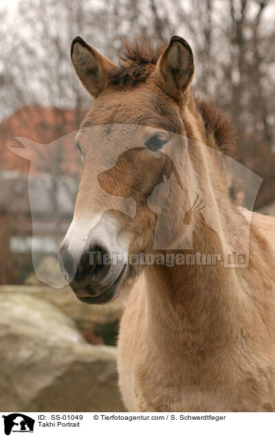 Takhi Portrait / SS-01049