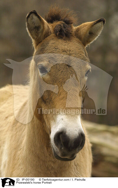 Przewalski im Portrait / Przewalski's horse Portrait / IP-00190