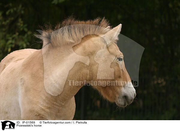Przewalski's horse / IP-01569