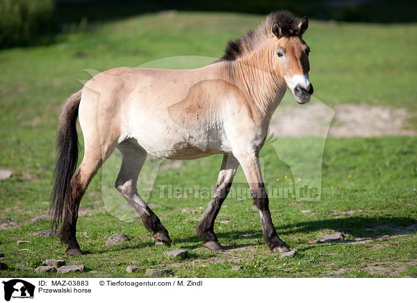 Przewalski horse / MAZ-03883