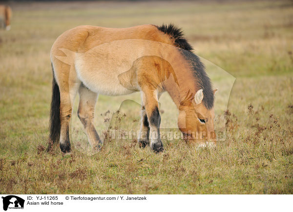 Asian wild horse / YJ-11265
