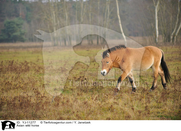 Asian wild horse / YJ-11277