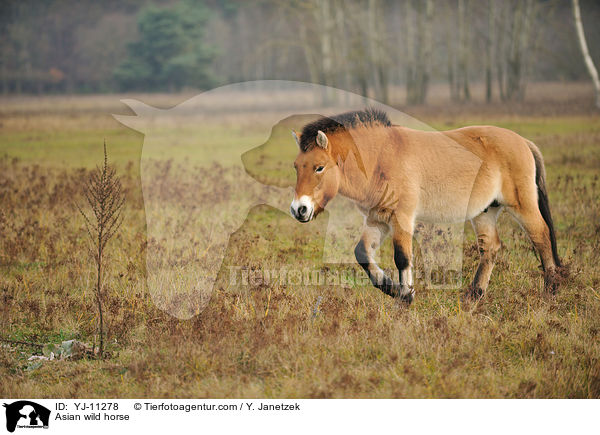 Asian wild horse / YJ-11278
