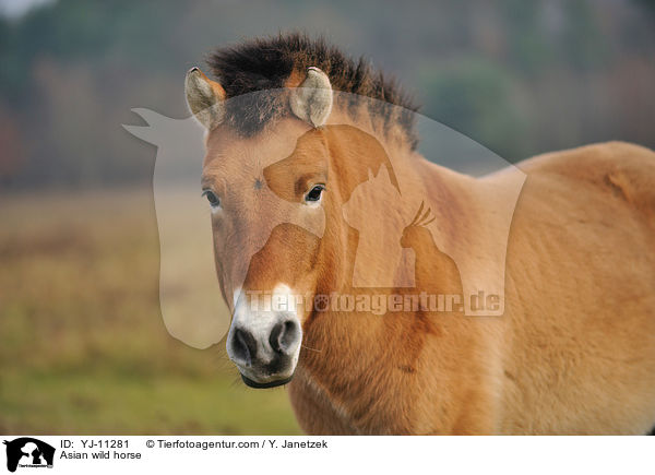 Asian wild horse / YJ-11281