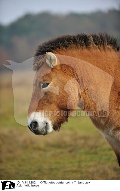 Asian wild horse / YJ-11282