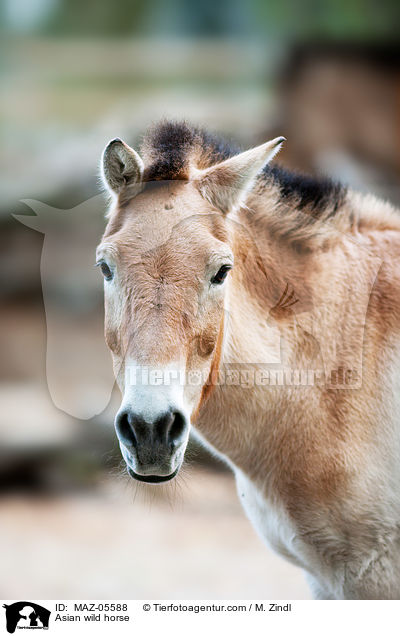 Asian wild horse / MAZ-05588