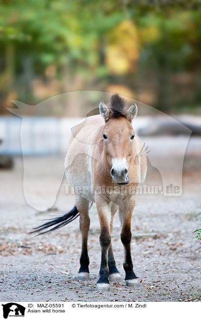 Asian wild horse / MAZ-05591