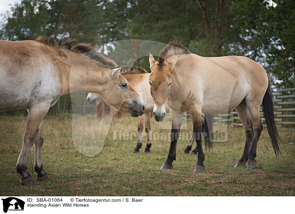standing Asian Wild Horses / SBA-01064
