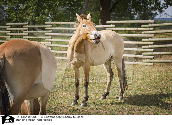 standing Asian Wild Horses / SBA-01065