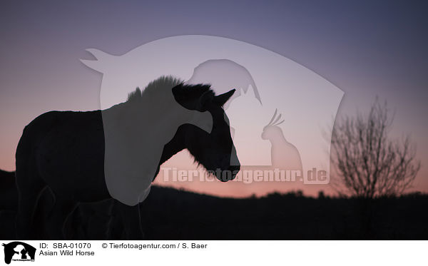 Asian Wild Horse / SBA-01070