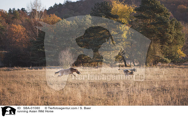 running Asian Wild Horse / SBA-01080