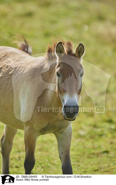 Asian Wild Horse portrait / DMS-09493