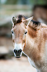 Asian wild horse