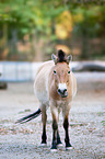 Asian wild horse