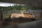 Asian Wild Horses