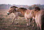standing Asian Wild Horses