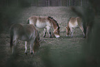 standing Asian Wild Horses