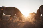 standing Asian Wild Horses