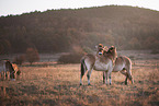 standing Asian Wild Horses