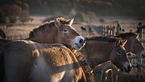 Asian Wild Horses