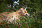 Asian Wild Horse