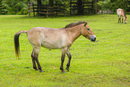 Asian wild horse