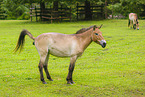 Asian wild horse