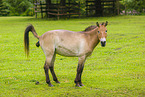Asian wild horse