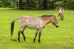 Asian wild horse